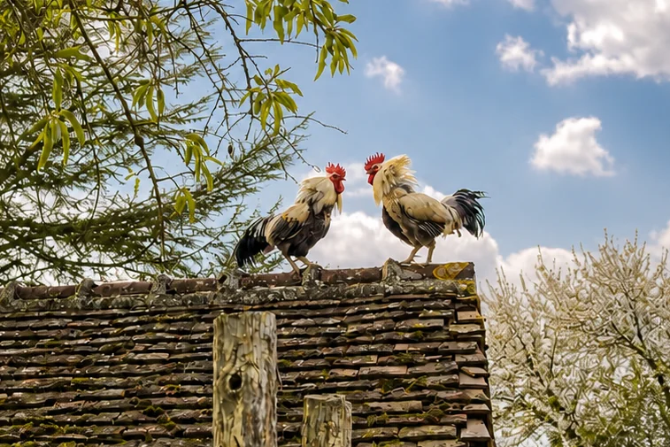 De tokkeltjes, een tweede hanenhuisje